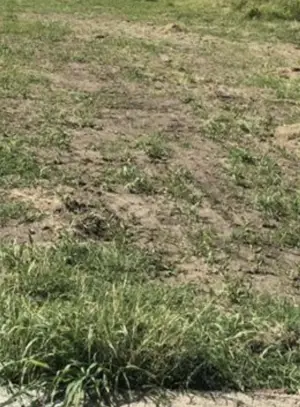 Terenuri Industriale 2000-5000mp Magurele-Buda - imagine 4