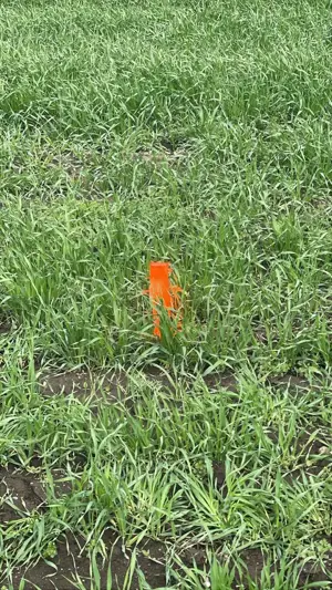 Terenuri Industriale 2000-5000mp Magurele-Buda - imagine 2