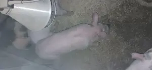 Purcei de vânzare  - imagine 3