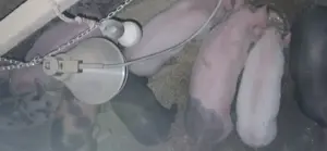 Purcei de vânzare  - imagine 2