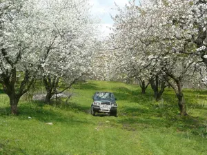 Angajez culegatori  cirese   visine  7 hectare livada Bistrita Transport Plata la zi 