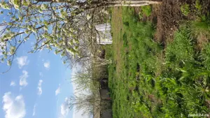 We sell farm 50 barlad, of which 60 hectares property, 43 hectares concession property orchard plum