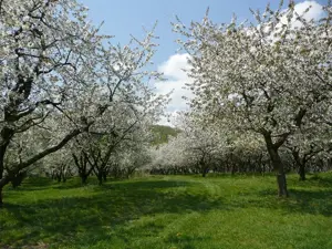 Angajez culegatori  cirese   visine  7 hectare livada Bistrita Transport Plata la zi  - imagine 2