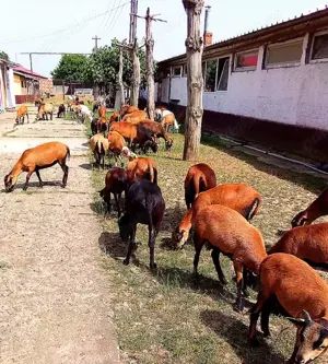 vand schimb oi de camerun