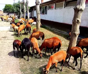 vand schimb oi de camerun - imagine 3 vand schimb oi de camerun - imagine 3