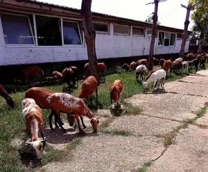 vand schimb oi de camerun - imagine 5 vand schimb oi de camerun - imagine 5