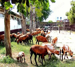 vand schimb oi de camerun - imagine 2 vand schimb oi de camerun - imagine 2