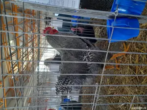Familie Plymouth Rock Barat, Brahma și rase pitice de expoziție  - imagine 3