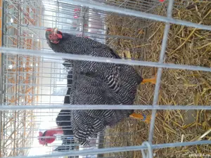 Familie Plymouth Rock Barat, Brahma și rase pitice de expoziție  - imagine 5