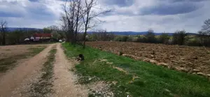 Teren 26500mp investitie dezvoltator imobiliar km 7 Calea Caransebesului 11 euro  negociabil - imagine 6