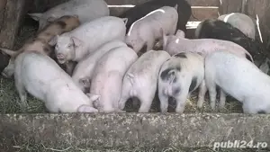 Purcei de 3 luni, aprox. 25kg