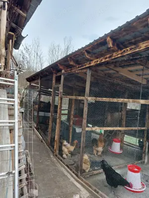 Cocos australorp negru - imagine 3