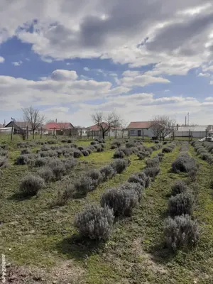 Teren de vanzare in Valea Dacilor Medgidia - imagine 3 Teren de vanzare in Valea Dacilor Medgidia - imagine 3