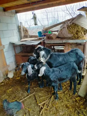 Țap anglo nubian bun de prăsilă - imagine 4