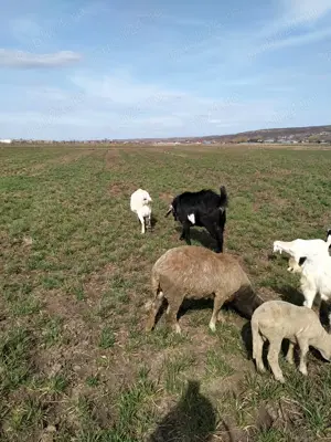 Țap anglo nubian bun de prăsilă - imagine 5