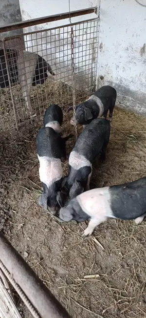 Purcei Bazna rasă pură  - imagine 5