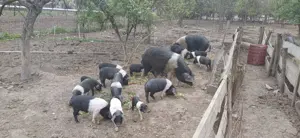 Purcei Bazna rasă pură  - imagine 4