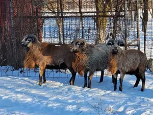 Berbeci Camerun  - imagine 4 Berbeci Camerun  - imagine 4