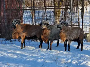 Berbeci Camerun  - imagine 2 Berbeci Camerun  - imagine 2