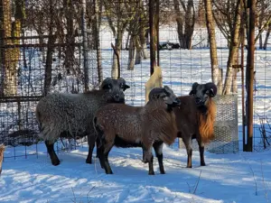 Berbeci Camerun  - imagine 3 Berbeci Camerun  - imagine 3