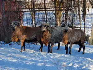 Berbeci Camerun  - imagine 5 Berbeci Camerun  - imagine 5