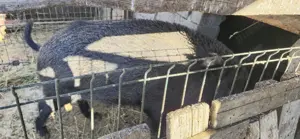 Mistret rasă pură - imagine 3