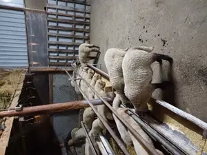 Miei tigai de vânzare 