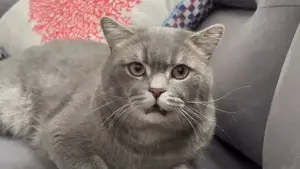  Fată American Shorthair blue tabby chinchilla  - imagine 3