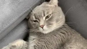  Fată American Shorthair blue tabby chinchilla  - imagine 2