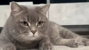  Fată American Shorthair blue tabby chinchilla 