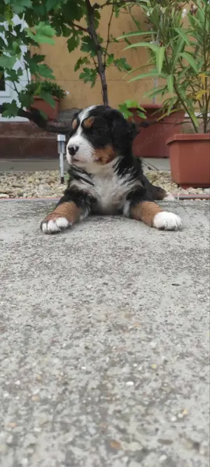 Pui din rasa ciobanesc de berna - imagine 3 Pui din rasa ciobanesc de berna - imagine 3