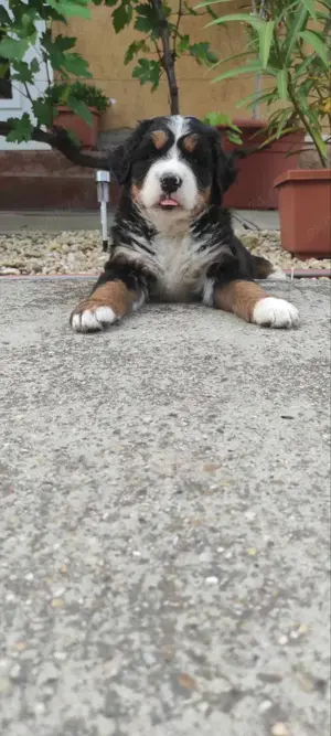 Pui din rasa ciobanesc de berna - imagine 2 Pui din rasa ciobanesc de berna - imagine 2