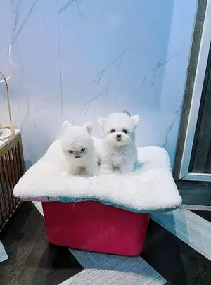 Femela catelus Bichon Frise - imagine 3