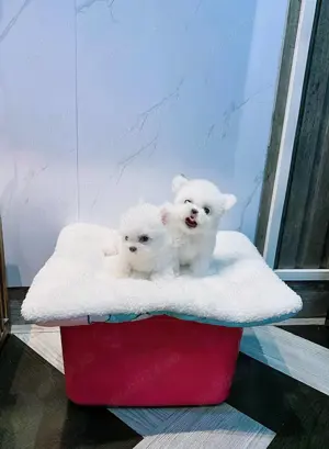 Femela catelus Bichon Frise - imagine 2