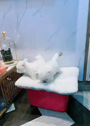 Femela catelus Bichon Frise - imagine 4