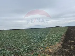 Teren intravilan 80500mp. aproape de nodul rutier de pe DX Oradea-Arad - imagine 8