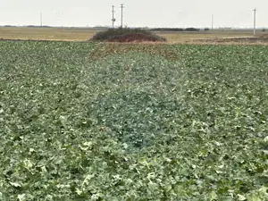 Teren intravilan 80500mp. aproape de nodul rutier de pe DX Oradea-Arad