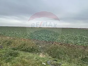 Teren intravilan 80500mp. aproape de nodul rutier de pe DX Oradea-Arad - imagine 4