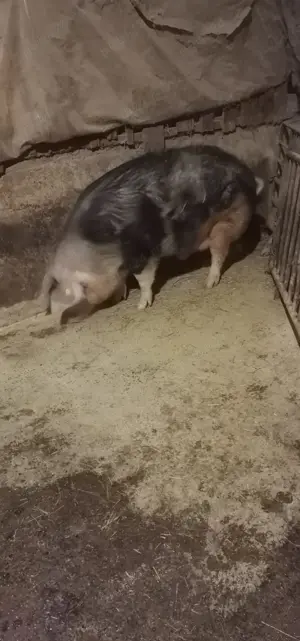 Porci de sacrificat, rasa de carne  - imagine 4