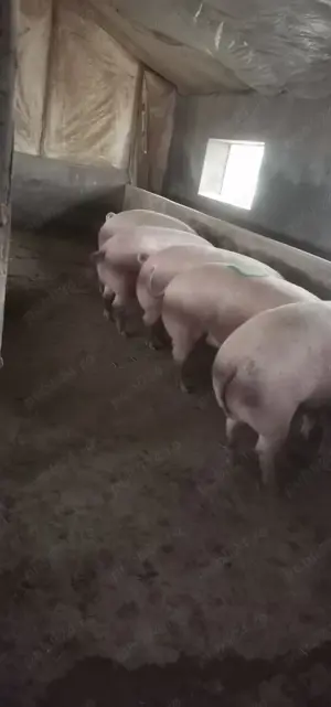 Porci de sacrificat, rasa de carne  - imagine 3