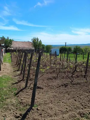 Botosani - 15 min, Casa cu teren de 2500 mp - 22 eur mp - si loturi individuale  - imagine 5