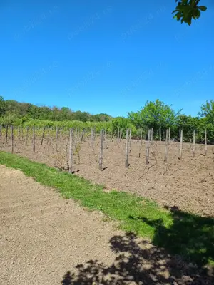 Botosani - 15 min, Casa cu teren de 2500 mp - 22 eur mp - si loturi individuale  - imagine 4