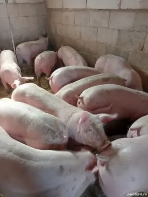 porci mari si grasuni 