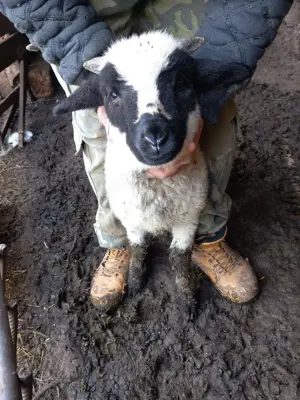 Vând miei de sacrificat pentru Paște sau miele și berbecuți de reproducție(de ținut) - imagine 5