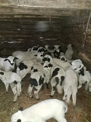 Vând miei de sacrificat pentru Paște sau miele și berbecuți de reproducție(de ținut) - imagine 2