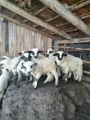 Vând miei de sacrificat pentru Paște sau miele și berbecuți de reproducție(de ținut) - imagine 3