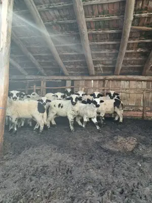 Vând miei de sacrificat pentru Paște sau miele și berbecuți de reproducție(de ținut) - imagine 4