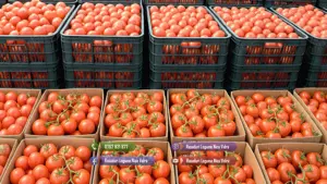 Rasad rosii castraveti ardei vinete alte rasaduri legume de vanzare