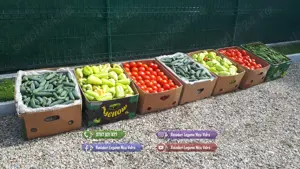 Rasad rosii castraveti ardei vinete alte rasaduri legume de vanzare