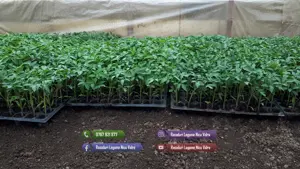 Rasad rosii castraveti ardei vinete alte rasaduri legume de vanzare - imagine 4